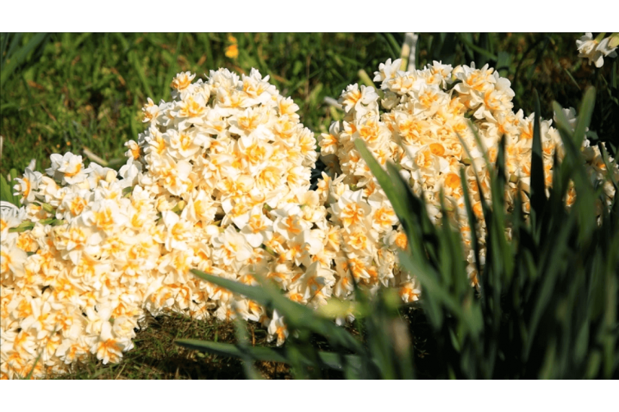 İzmir-Karaburun Nergis Çiçeği Festivali 